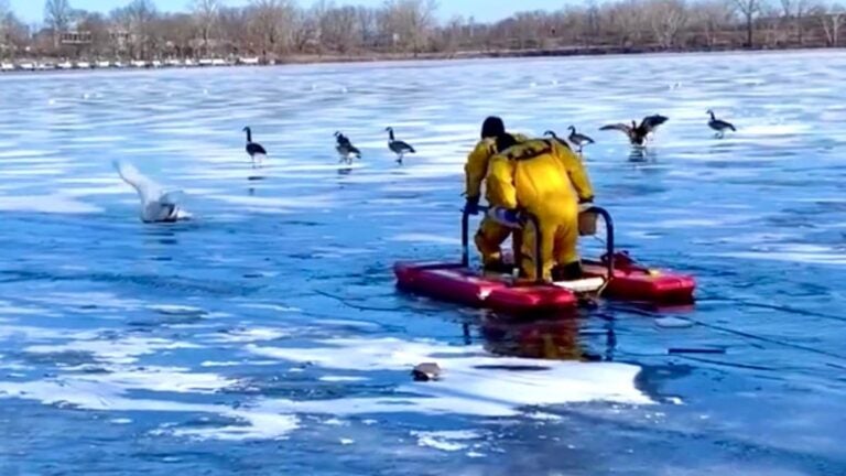 Somerville Firefighters Rescue Swan From Icy Mystic River somerville-firefighters-rescue-swan-from-icy-mystic-river