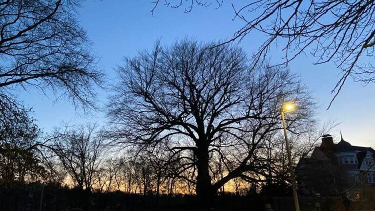 Brighton neighborhood mourns felling of massive Oak Square tree - Vimarsana News