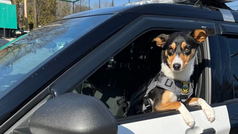 Hingham police welcome their first comfort dog, 1-year old Opry