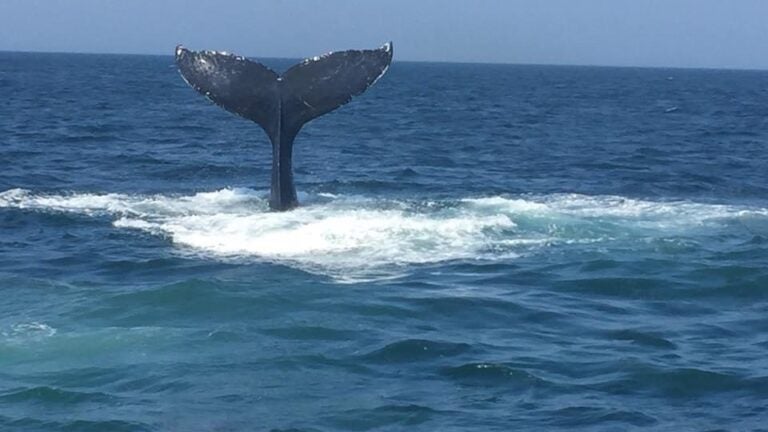 New england aquarium whale cheap watch promo code 2019