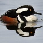 John Tlumacki/Globe Staff