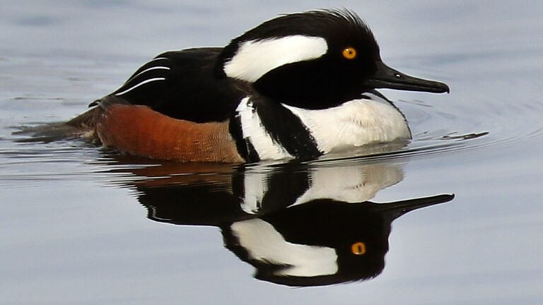 John Tlumacki/Globe Staff