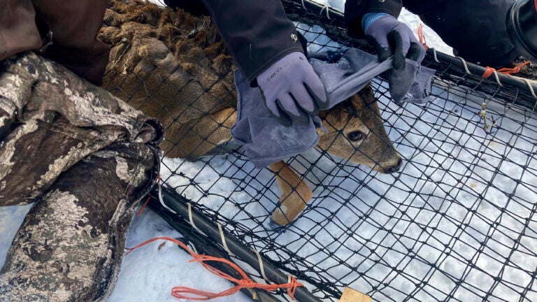 Into the wild: animals the latest frontier in covid fight