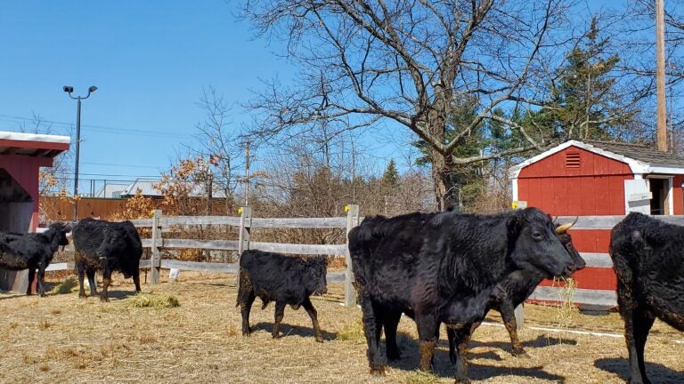 Adopt one or more of these 'extremely rare' Irish Kerry cattle - Vimarsana News