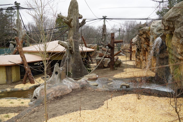 Check out the new $9.1 million outdoor gorilla habitat at Franklin Park Zoo