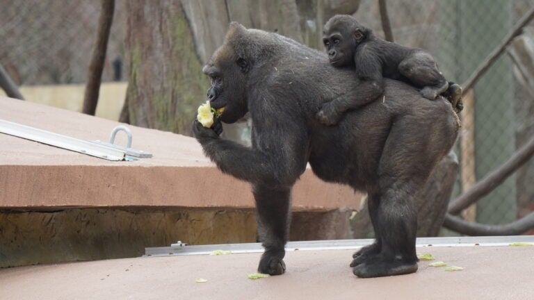 Check out the new $9.1 million outdoor gorilla habitat at Franklin Park Zoo