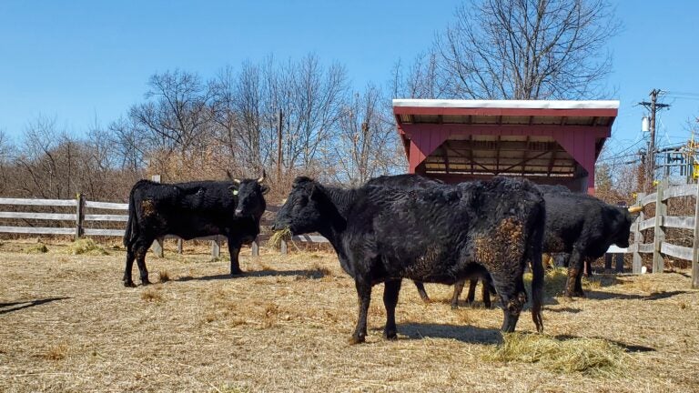 Adopt one or more of these 'extremely rare' Irish Kerry cattle