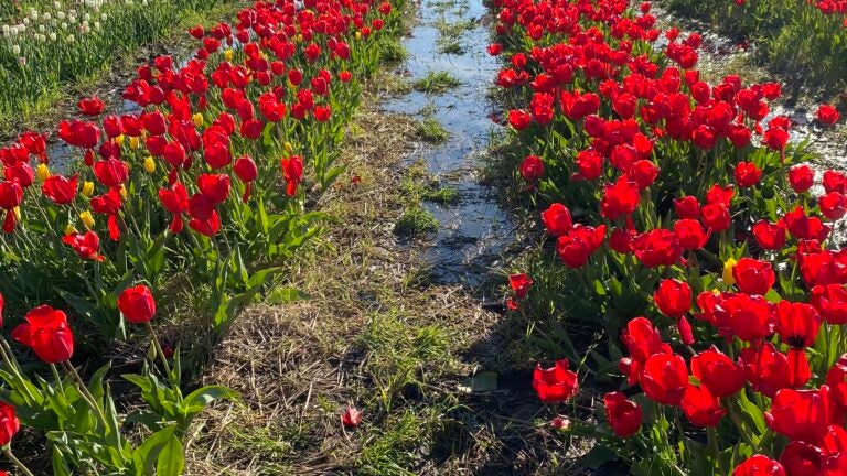 Where to See Thousands and Thousands of Tulips, Travel