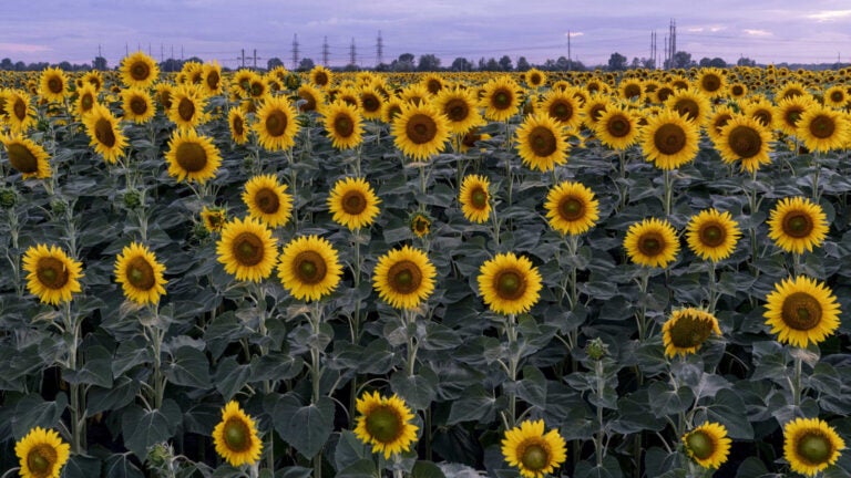 A field of tall sunflowers under a blue sky.