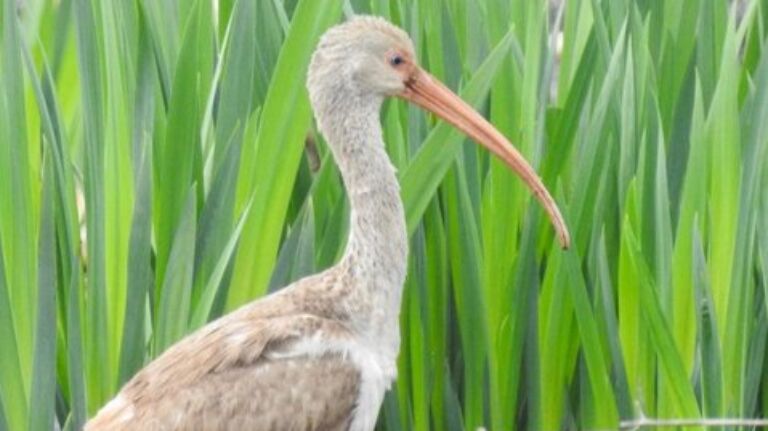 White Ibis spotted along the Charles, 1,000 miles away from normal habitat - Vimarsana News