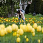 Boston weather -- A woman photographs yellow tulips as she strolls through Boston’s Public Garden