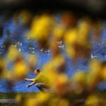 Boston weather -- A good day to play with a friend on the Esplanade.