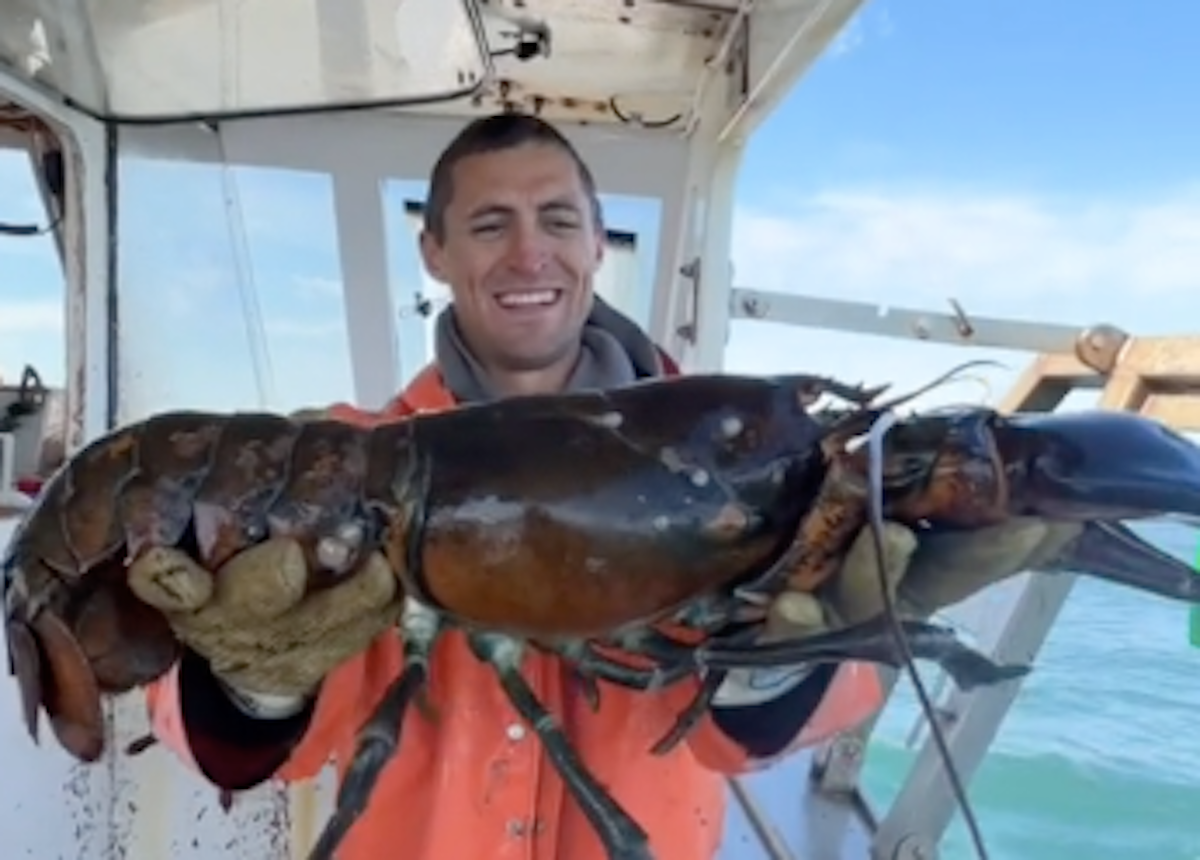 Rare 'cotton candy' Lobster found in Maine