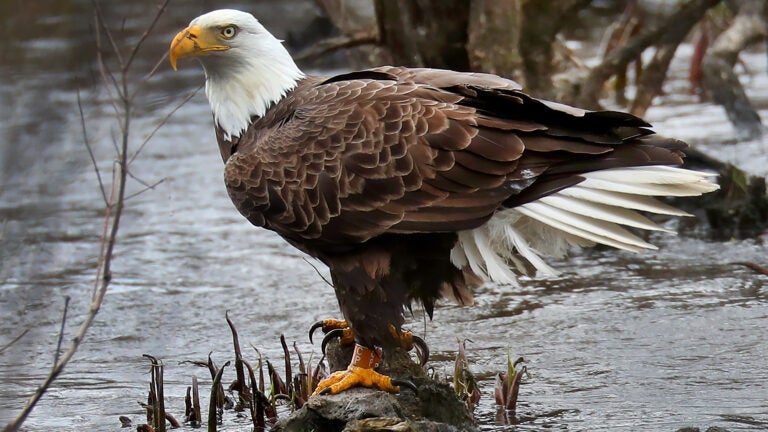 Iconic America, Bald Eagles Gather in the Pristine Alaskan Ecosystem, Episode 6