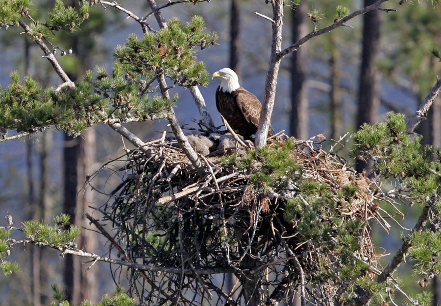 How America saved its iconic bird from extinction