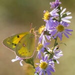 clouded-sulphur-symphyotrichum-laeve-ailanthus-webworm