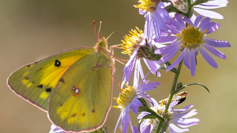 Wild Mountain Plant Stickers - Butterflies, Flowers, Trees, Stems