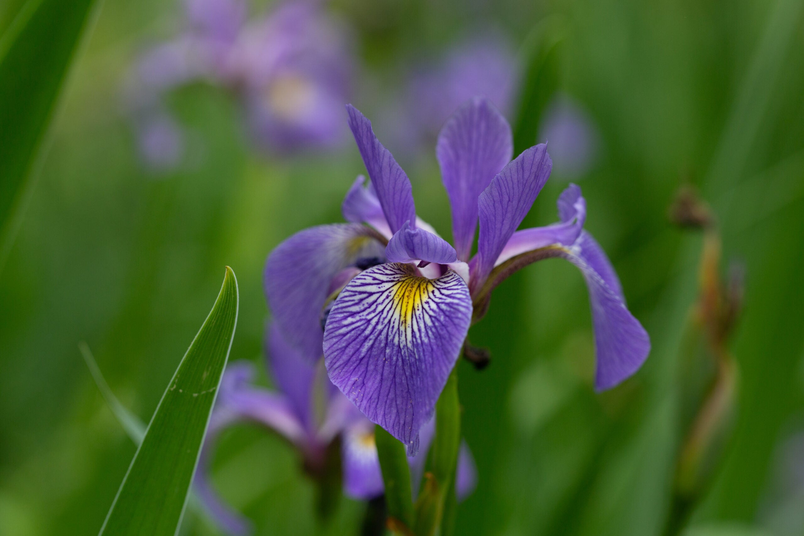 iris-versicolor-floral-detail
