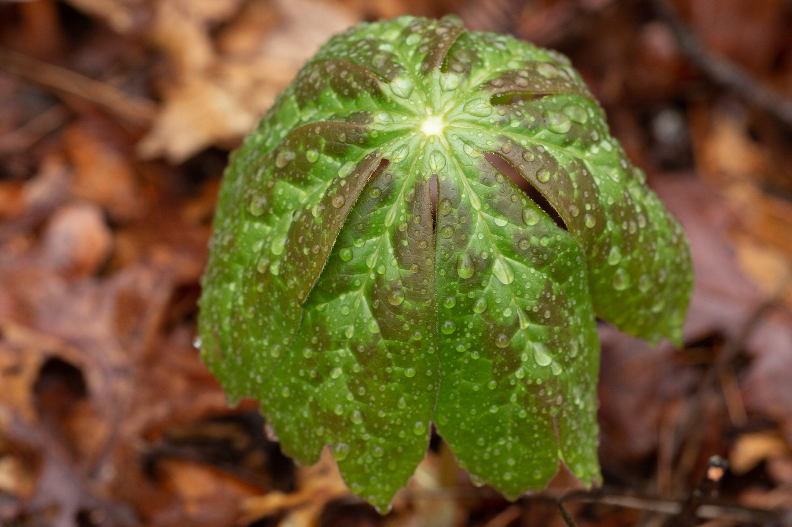 podophyllum-peltatum-emerging-leaf-raindrops