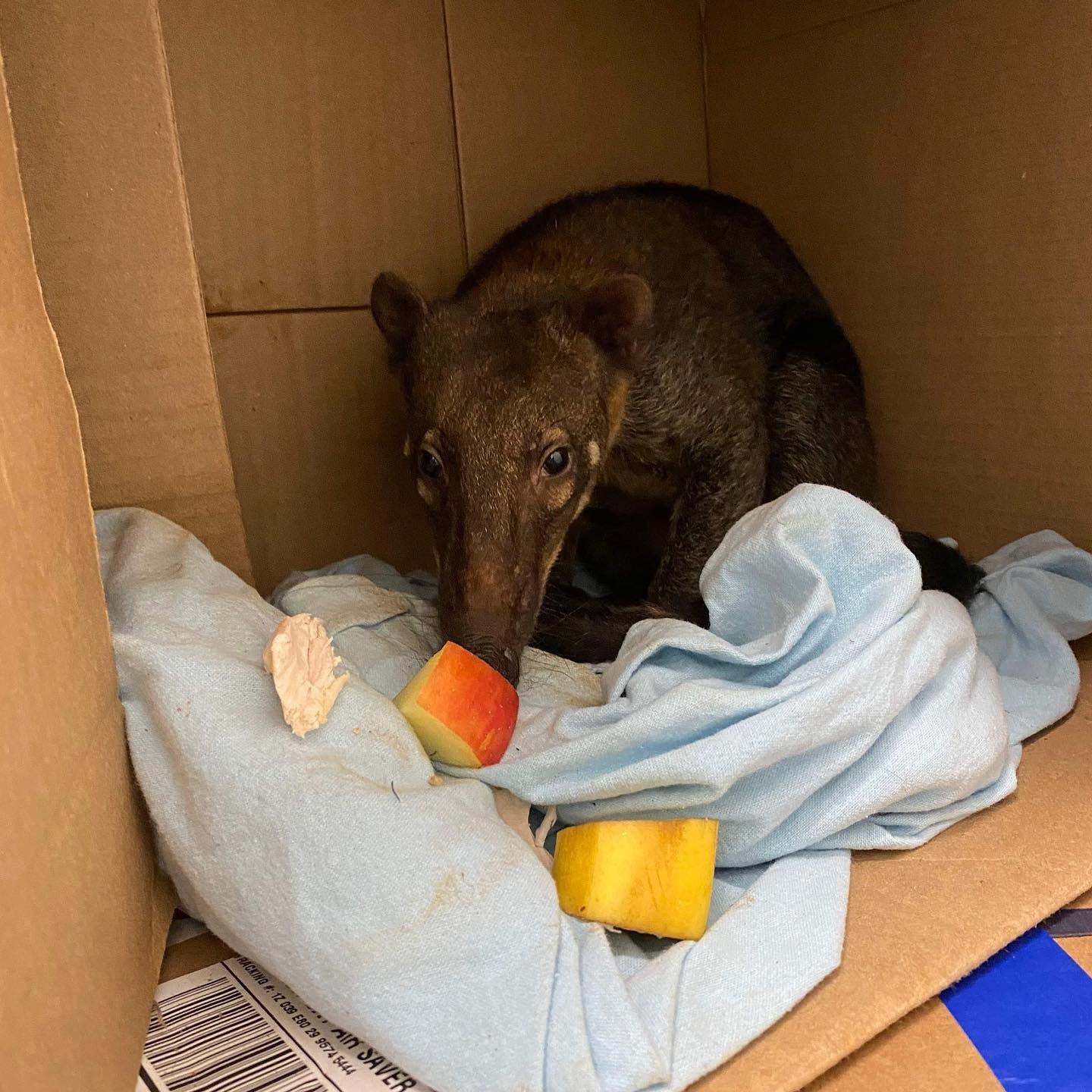 Photos: 'Menagerie' of coatis, parrots, and more found in U-Haul in