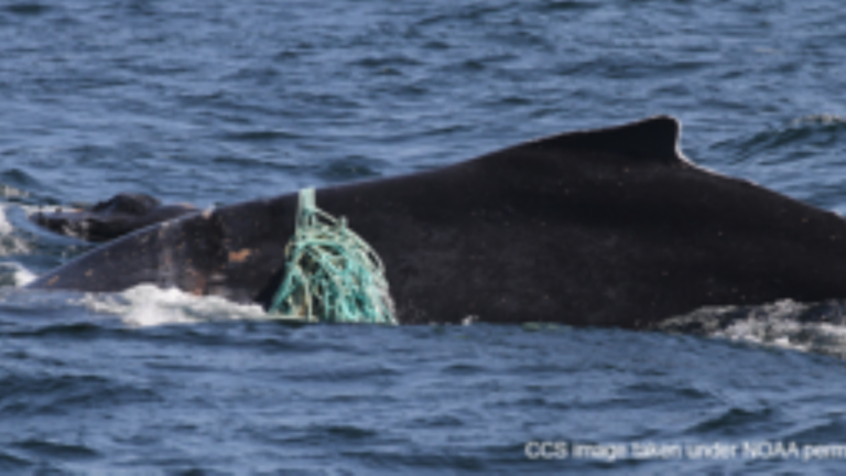 Paus bungkuk Mama dibebaskan dari tali di lepas pantai Chatham