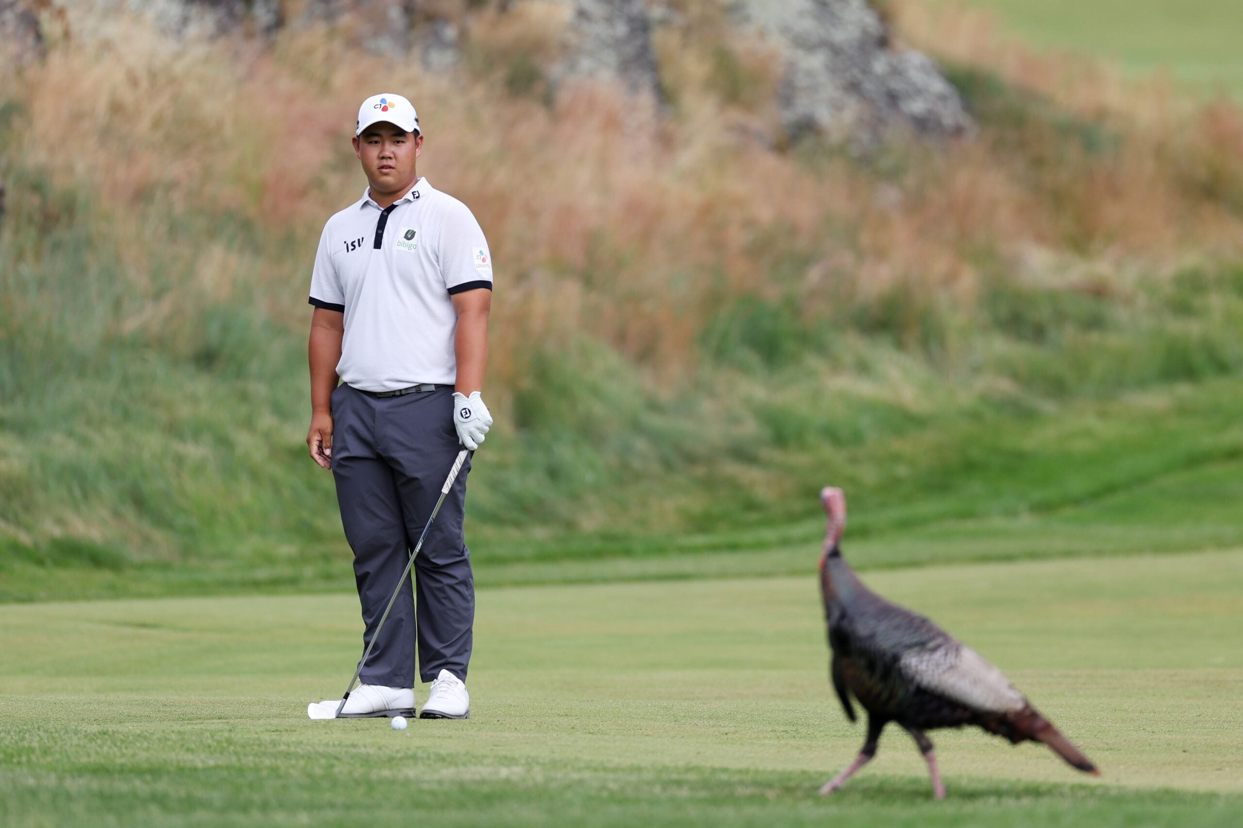 Turkey makes its way onto course at US Open in Brookline