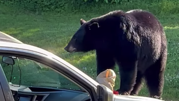 NH police rescue bear cubs too weak to keep up with their mother