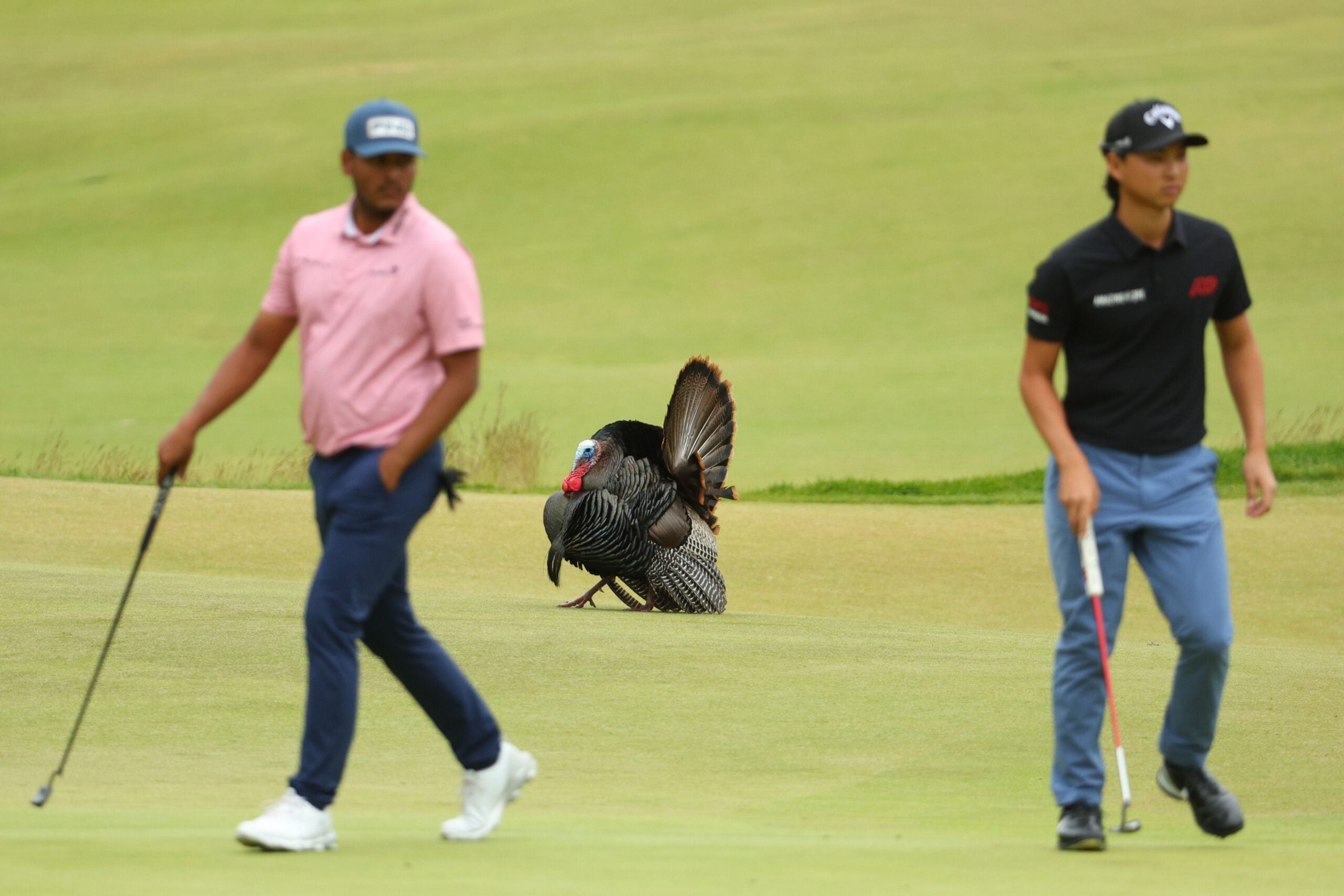 Watch Turkey makes its way onto course at US Open in Brookline