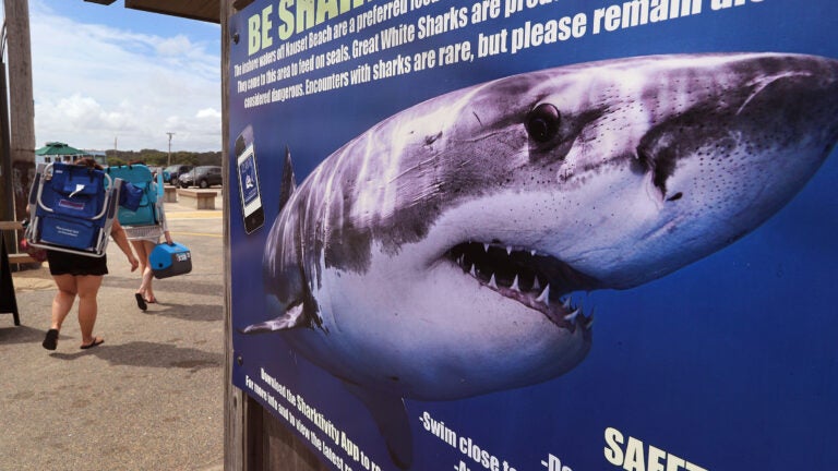Peneliti mengkonfirmasi empat penampakan hiu lagi di dekat Cape Cod dalam satu hari