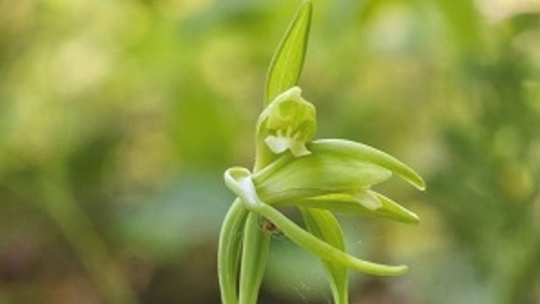 A rare orchid hasn't been seen in Vermont since 1902 — until now