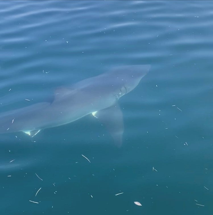 New Shark Pup, 'Great White Finn,' Spotted Off Long Island: Video