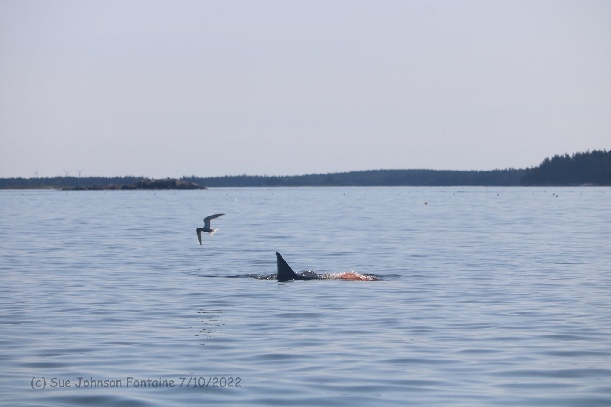 Great white shark chows down on seal in Maine woman's graphic photos