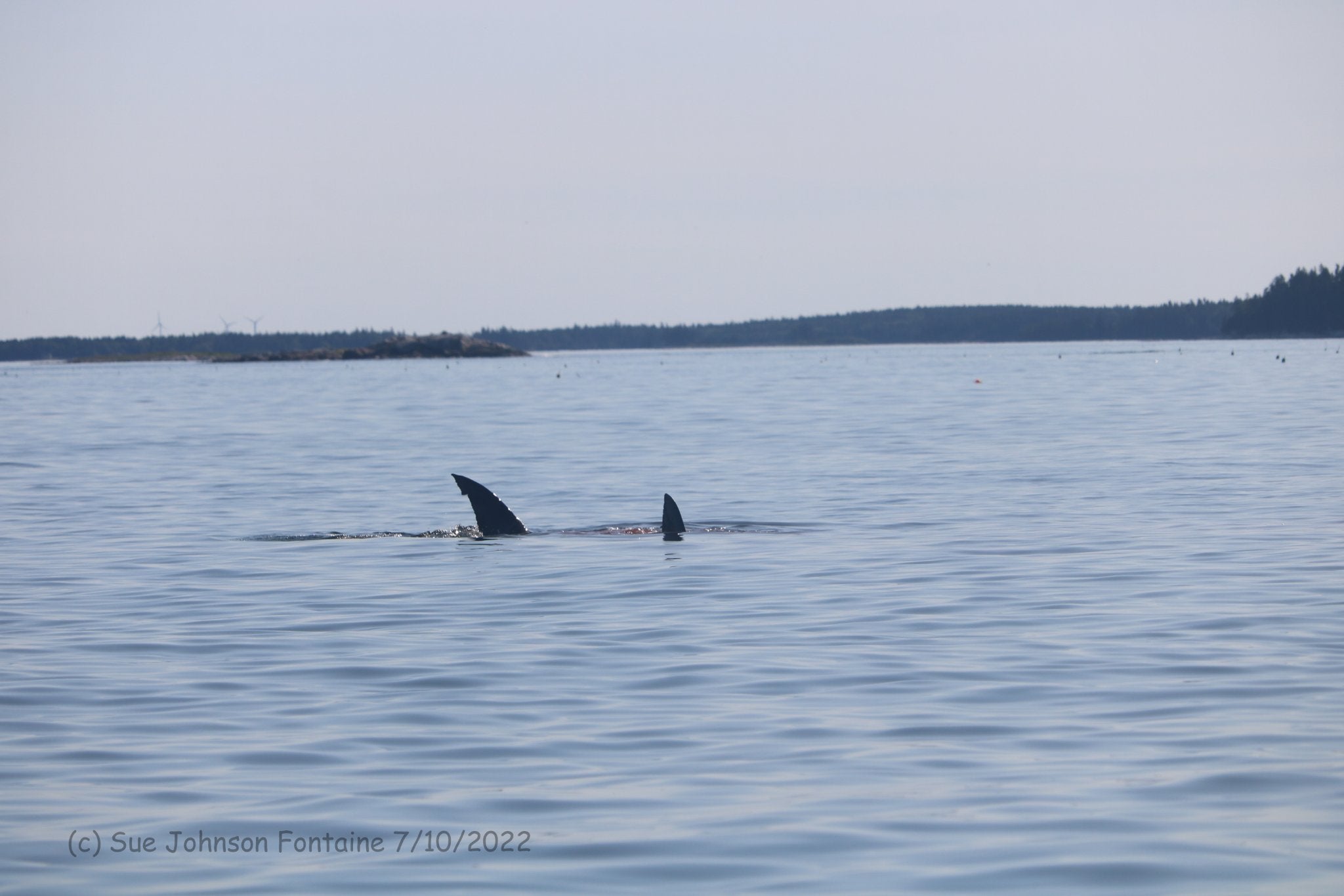 Great white shark chows down on seal in Maine woman's graphic photos