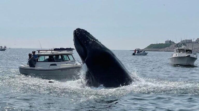 Humpback whale spotted in Boston Harbor