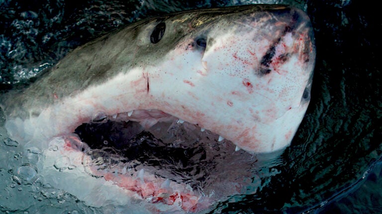 Shark Week 2022 takes a bite out of Cape Cod