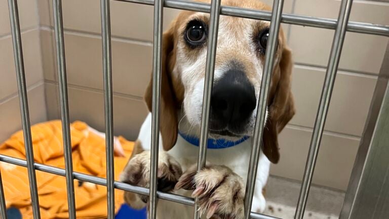 Beagles from shuttered Virginia breeding facility coming to Massachusetts  for adoption