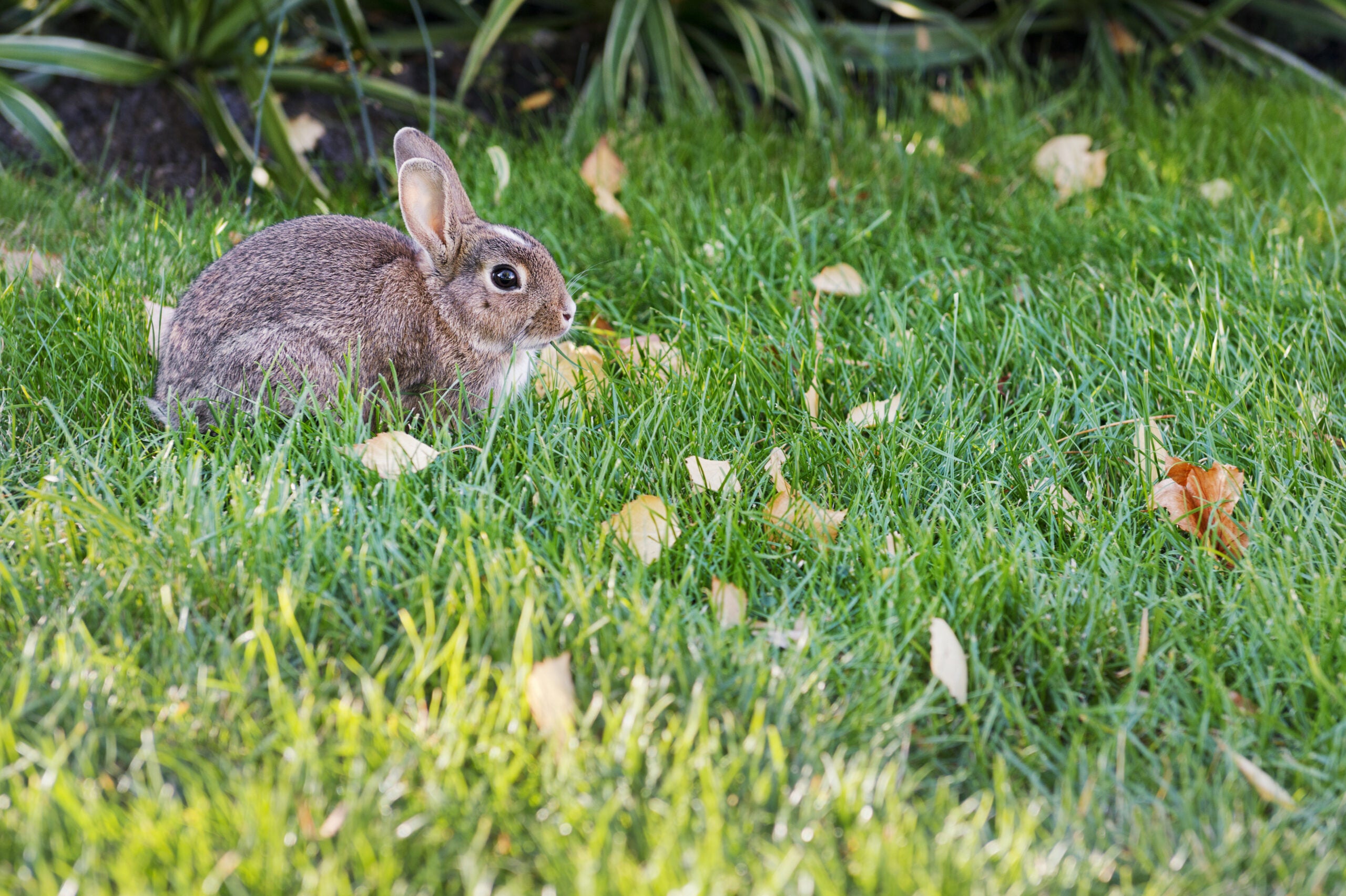 Guinea fowl and Gardening — Bad Rabbit Flowers