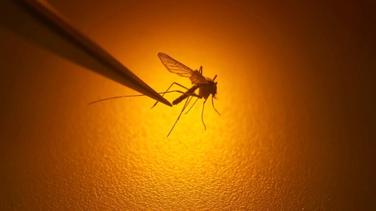 In this Aug. 26, 2019, file photo, Salt Lake City Mosquito Abatement District biologist Nadja Reissen examines a mosquito in Salt Lake City.