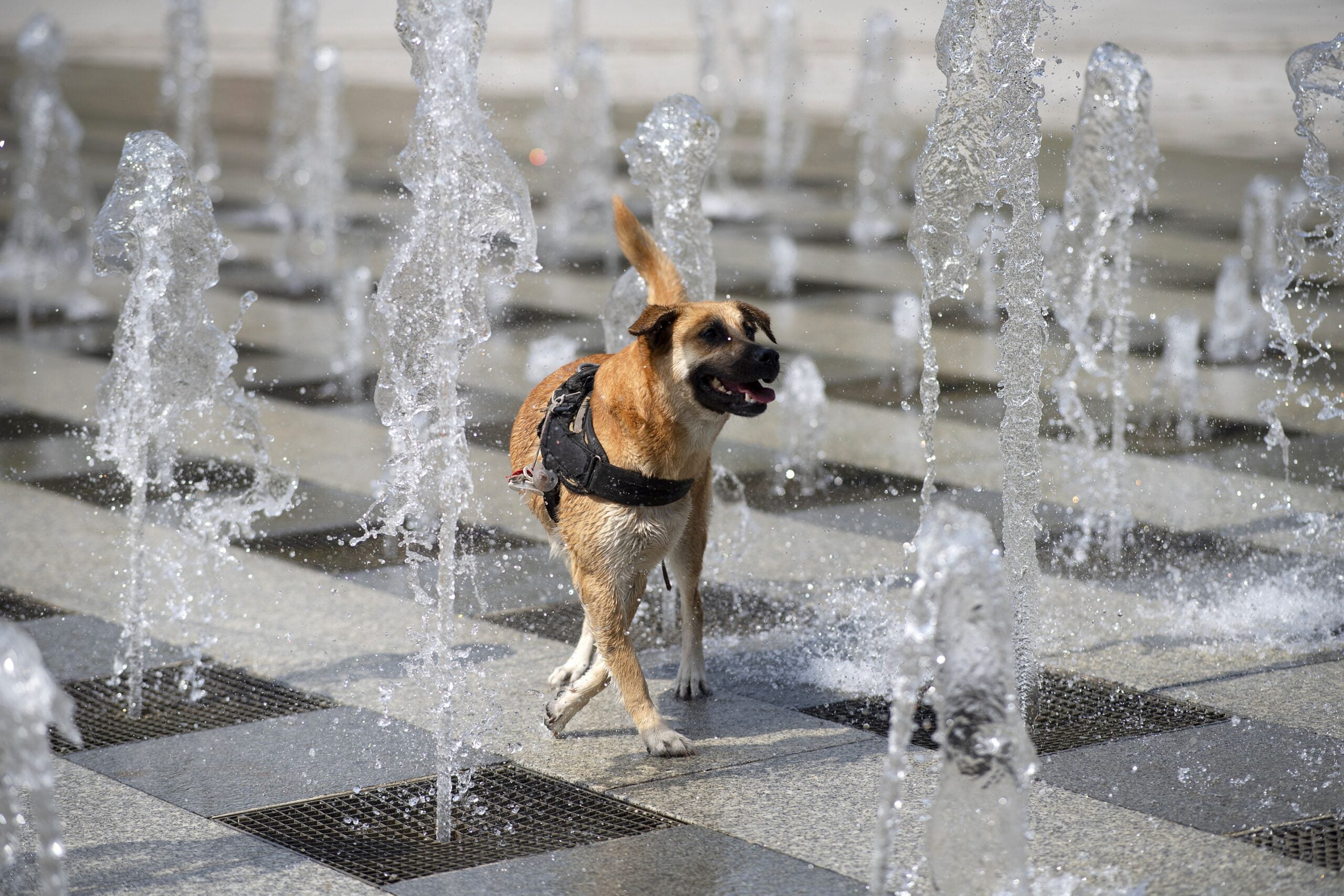 do dogs acclimate to weather