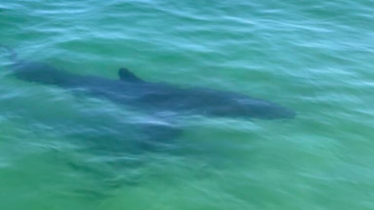 All of Nantucket's south shore beaches closed due to shark sightings