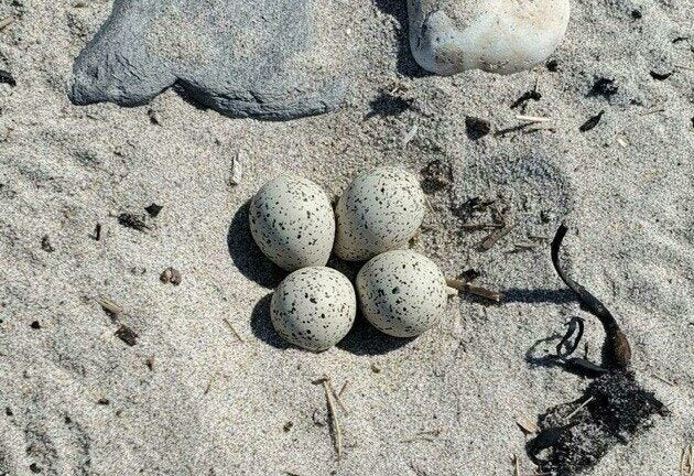 piping plover eggs