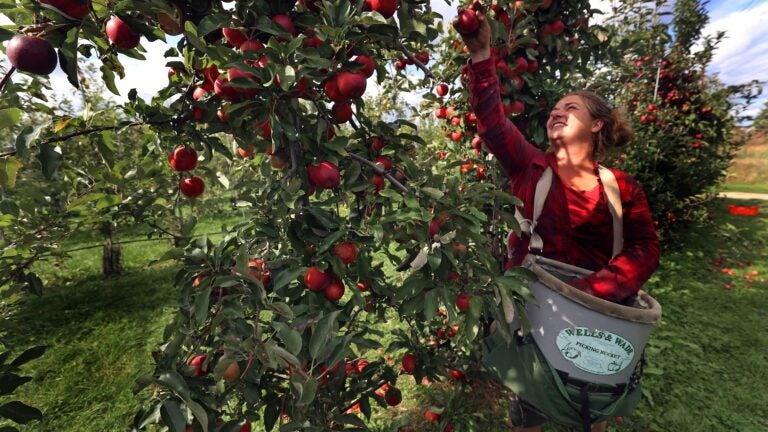 Scenic Six: Get tips for the best apple picking in Massachusetts