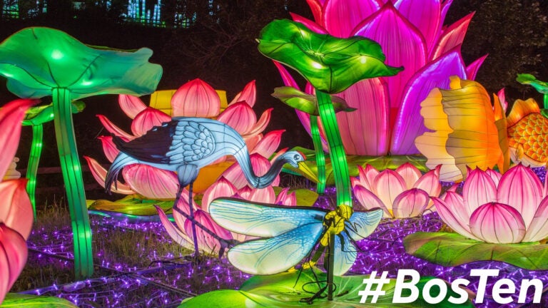 "Boston Lights: A Lantern Experience" is now at the Franklin Park Zoo in Boston through September 25.