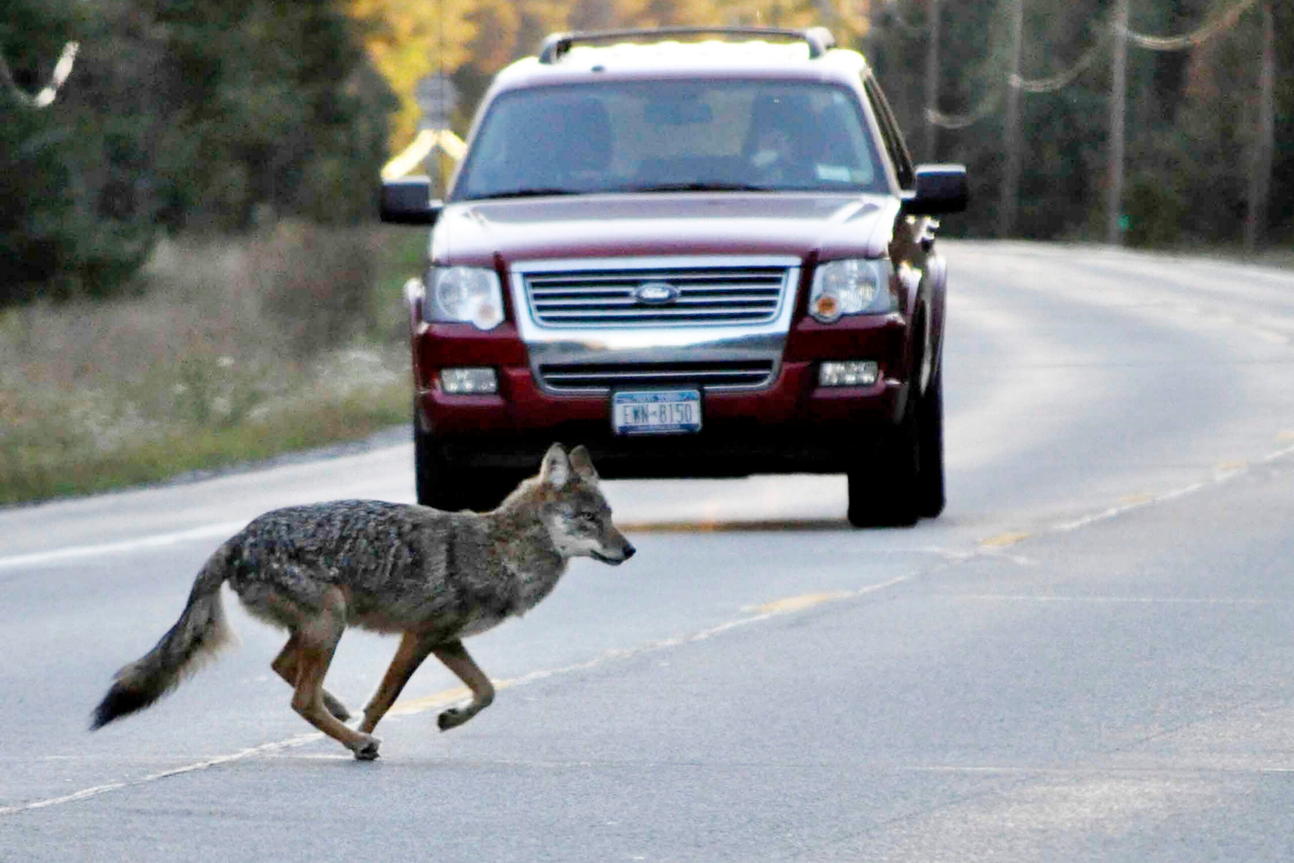 Are There Wolves In The Northeast It s Complicated 