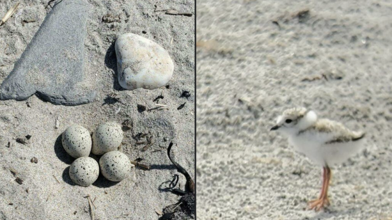 N.H. authorities investigating after eggs were allegedly taken from a piping plover nest at Hampton Beach - Vimarsana News
