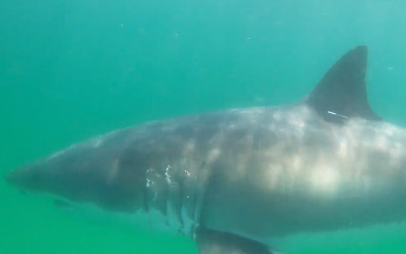 The peak months for shark activity off Cape Cod are August and ...