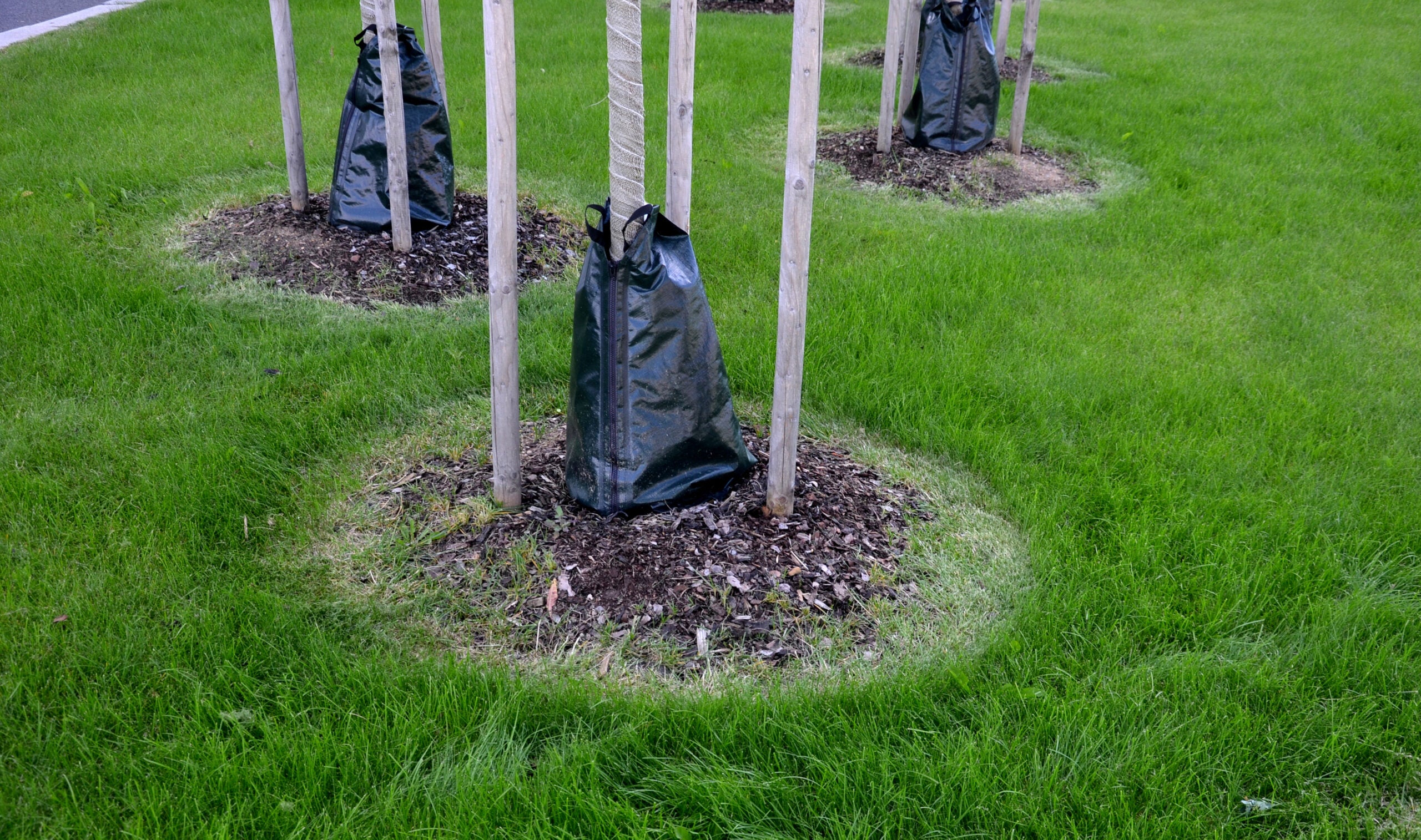 irrigated plastic bags around the trees save water and regularly