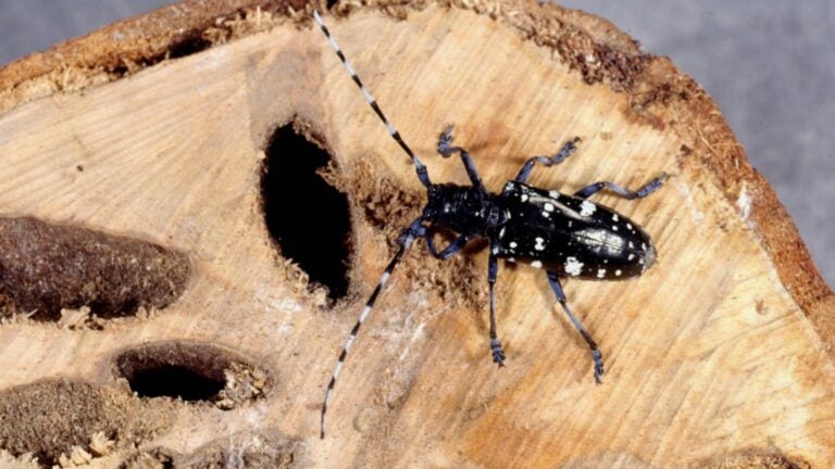 An Asian longhorn beetle at Cornell University in Ithaca, N.Y., with a sample of the extensive damage it can do to wood.