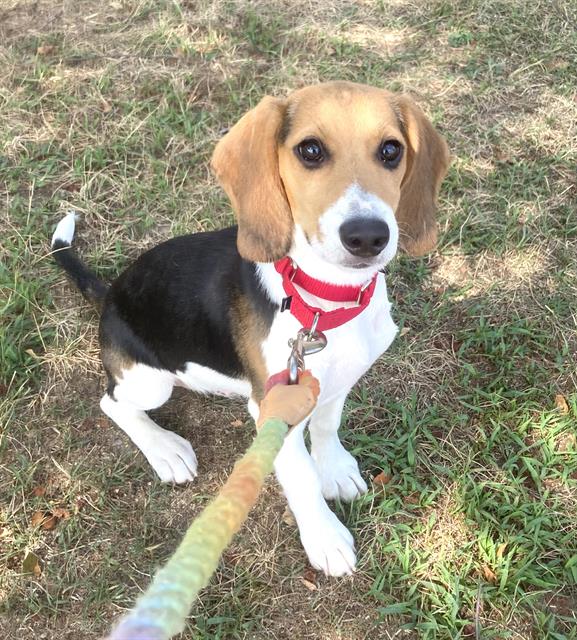 Here's how to get one of those rescued beagles