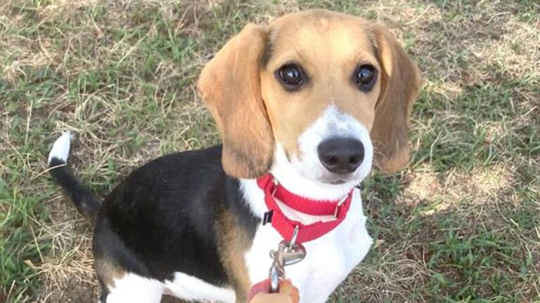 Beaglier hot sale rescue adoption